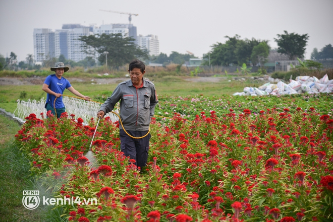 Ảnh: Cánh đồng hoa ở TP.HCM khoe sắc rực rỡ đón Tết, nhiều khách đến đặt hàng - Ảnh 4.