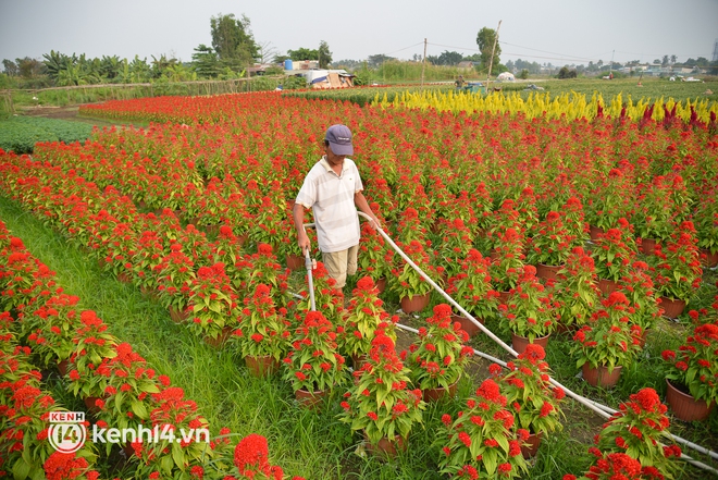 Ảnh: Cánh đồng hoa ở TP.HCM khoe sắc rực rỡ đón Tết, nhiều khách đến đặt hàng - Ảnh 8.