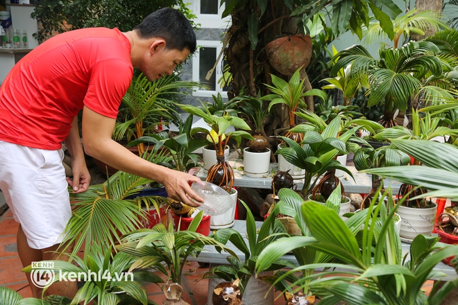 Độc đáo bonsai dừa hình con hổ với đủ sắc thái biểu cảm cho năm Nhâm Dần 2022 ở TP.HCM - Ảnh 1.