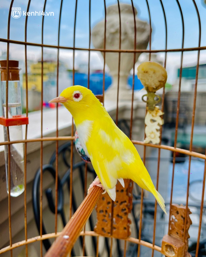 Đại gia Hà Thành chi gần nửa tỷ mua tổ chim non đột biến bổ sung vào bộ sưu tập hơn 20 tỷ đồng, phải thuê 4 người giúp việc để chăm chim - Ảnh 5.
