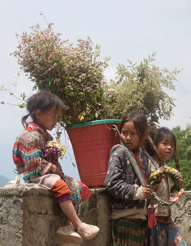 Chùm ảnh: Hoa tam giác mạch ở Hà Giang nở đầu mùa hạ khiến nhiều du khách bất ngờ - Ảnh 7.