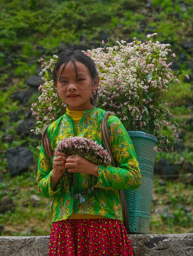 Chùm ảnh: Hoa tam giác mạch ở Hà Giang nở đầu mùa hạ khiến nhiều du khách bất ngờ - Ảnh 8.