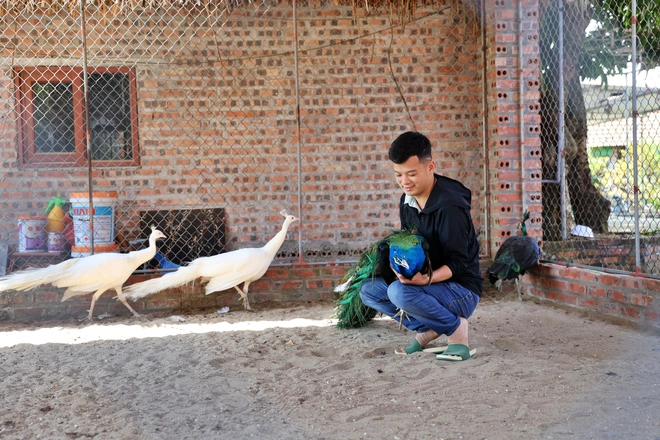 Chàng trai tốt nghiệp ĐH Bách khoa Hà Nội, bỏ việc kỹ sư để về quê nuôi chim công - Ảnh 1.