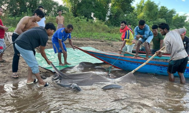 Quái vật biển khổng lồ nặng gần 200kg xuất hiện ở sông Mekong, dấy lên nhiều hiểm họa đáng lo ngại - Ảnh 3.