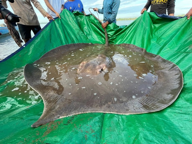 Quái vật biển khổng lồ nặng gần 200kg xuất hiện ở sông Mekong, dấy lên nhiều hiểm họa đáng lo ngại - Ảnh 1.