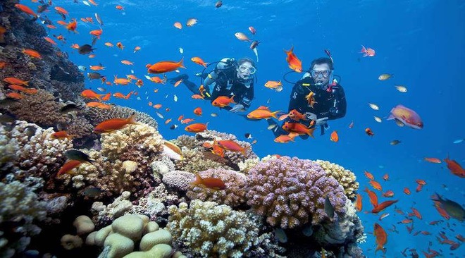 Những rạn san hô tuyệt đẹp ở các vùng biển Việt Nam đứng trước nguy cơ suy giảm hàng loạt, nhiều nơi đã phải lên kế hoạch để giải cứu - Ảnh 8.