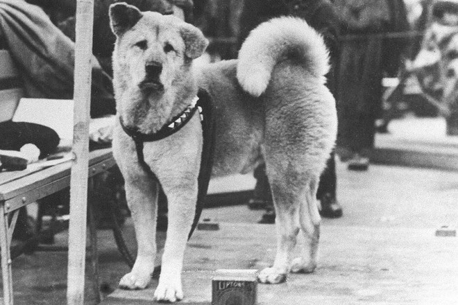 Những chuyện ít người biết về Hachiko - chú chó đứng ở sân ga 10 năm đợi chủ đã trở thành biểu tượng của lòng trung thành - Ảnh 2.