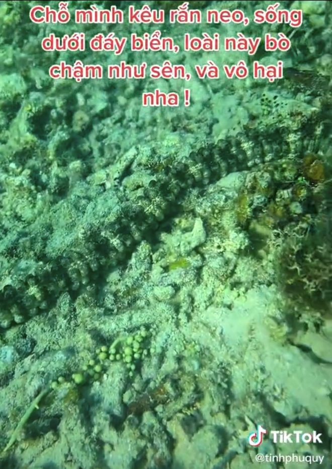 Clip rắn xuất hiện tại hồ Bánh Xe trên đảo Phú Quý khiến nhiều người lo lắng: Lưu ý ngay điều này khi đi biển - Ảnh 3.