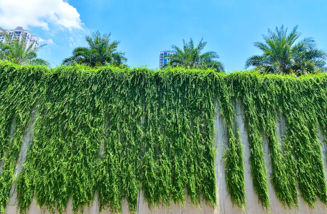 Cận cảnh bức tường xanh hiếm có giữa hầm chui ở Hà Nội giúp người dân giải nhiệt ngày nắng nóng - Ảnh 10.