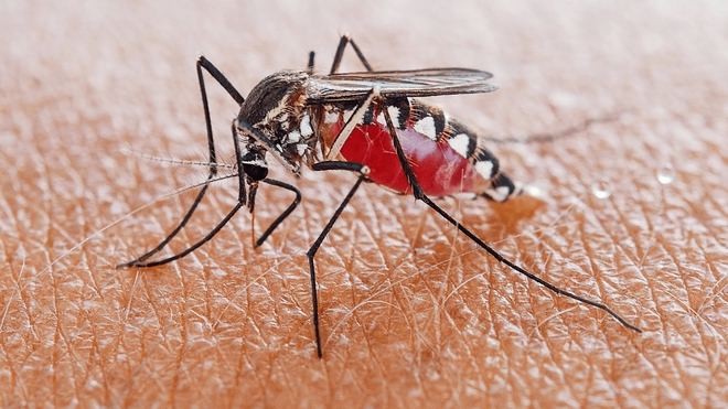 Cách nhận biết và sơ cứu khi bị 6 loại côn trùng nguy hiểm nhất vào mùa hè cắn - Ảnh 2.
