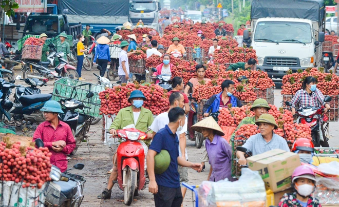 Ảnh: Người dân Bắc Giang cõng hàng tạ vải thiều đi bán từ 5h sáng khiến đường phố đỏ rực, tắc dài - Ảnh 1.