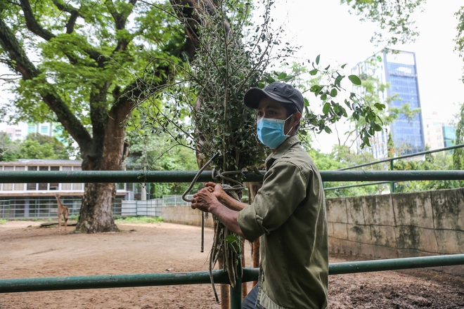 Thêm một chú hươu cao cổ chào đời tại Thảo Cầm Viên bằng phương pháp sinh tự nhiên - Ảnh 6.