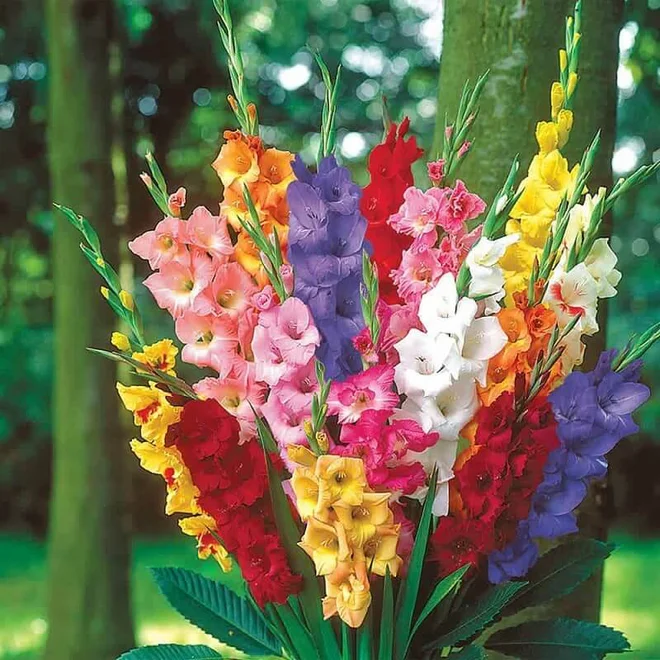 10 loài hoa được chưng Tết nhiều nhất: Không chỉ sở hữu vẻ đẹp ngọt ngào mà còn có ý nghĩa phong thủy cực tốt - Ảnh 3.