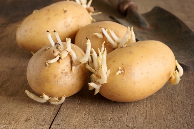 5 điều cấm kỵ khi bảo quản khoai tây khiến nó nhanh hỏng, ăn vào thậm chí còn gây ung thư - Ảnh 1.