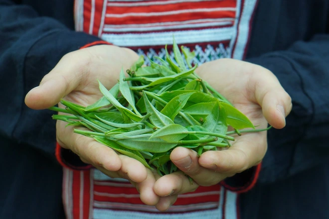 Trà sữa từ &quot;Shan Tuyết Ngàn Mét Tây Bắc&quot; trở thành xu hướng: Điều gì khiến giới trẻ đam mê đến vậy?  - Ảnh 1.